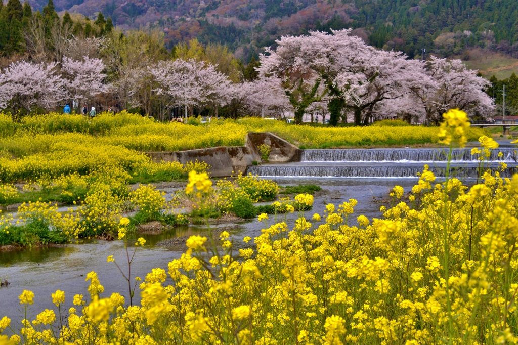 春の水