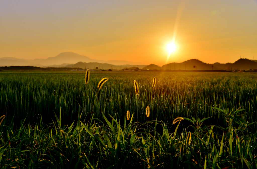 Morning of rice fields