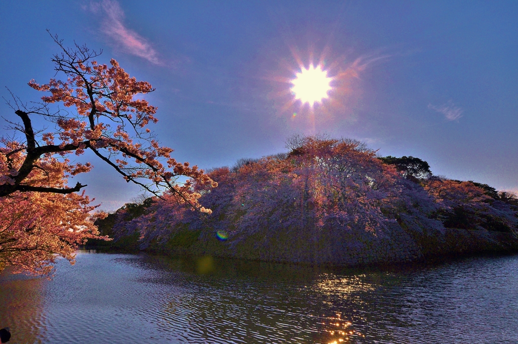 彦根城濠端桜