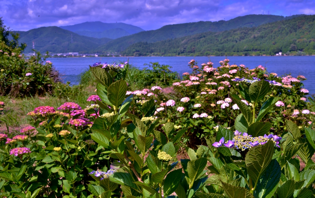 余呉湖紫陽花