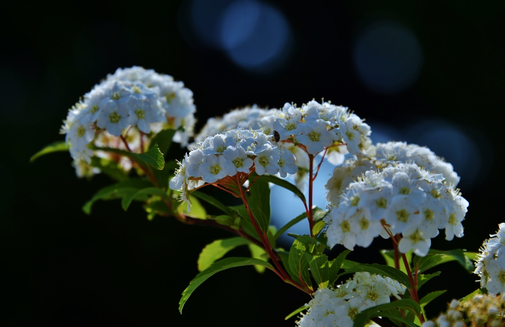 我が家の花　小手毬