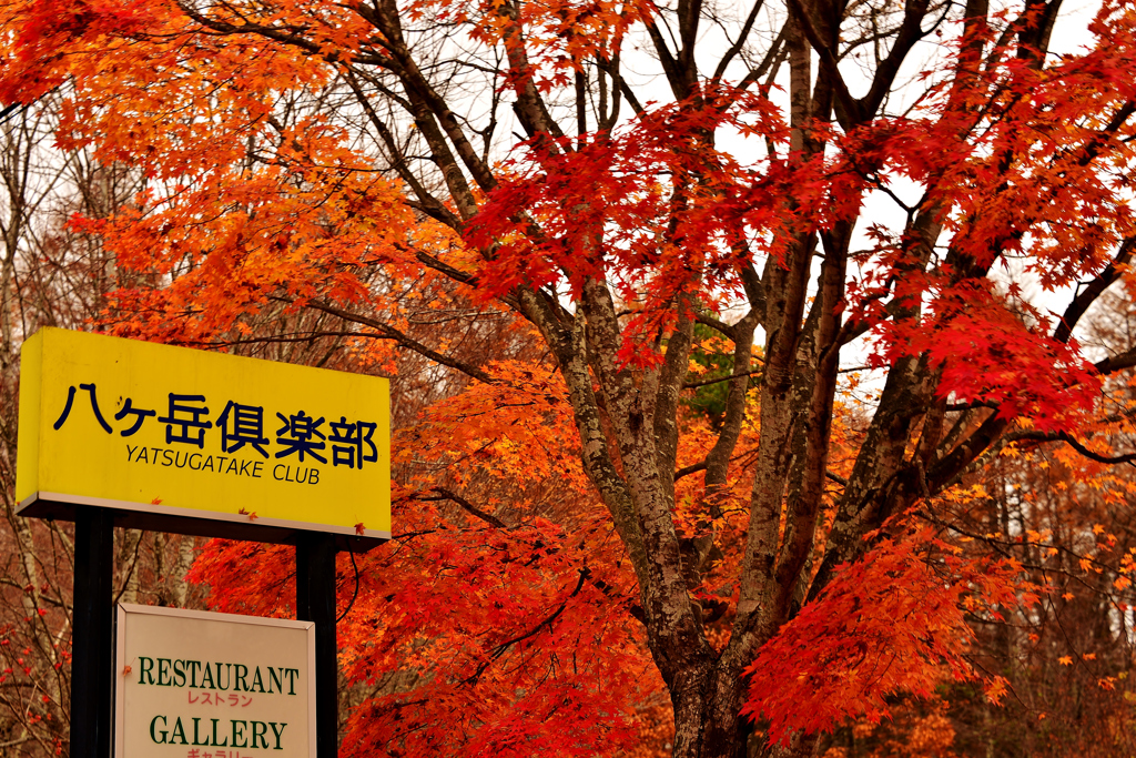 八ヶ岳倶楽部紅葉