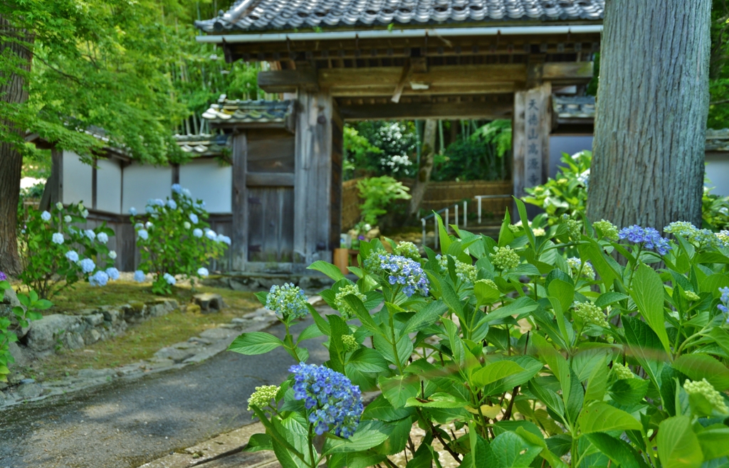 高源寺山門あじさい