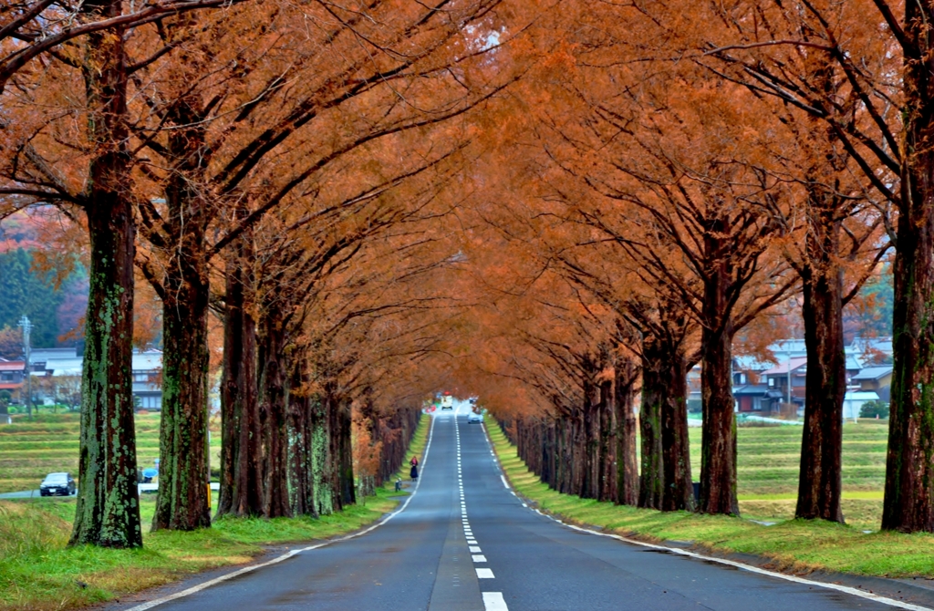 冬紅葉トンネル