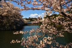 濠端満開桜