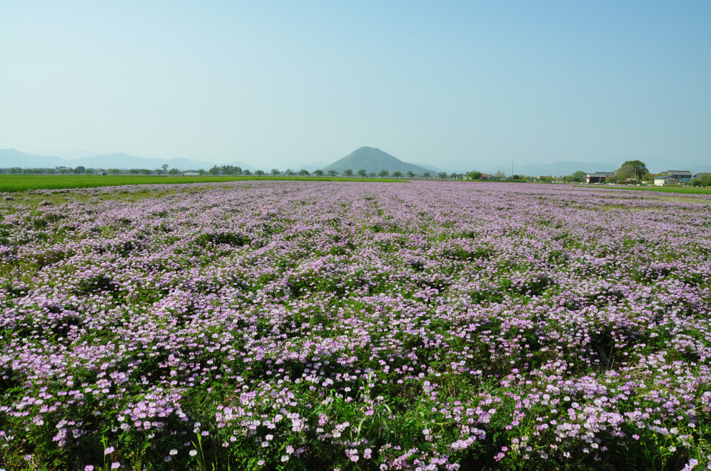 レンゲ畑と山本山