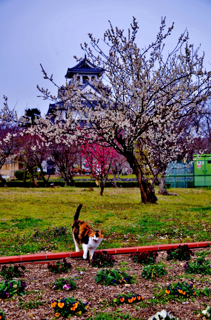 豊公園梅花