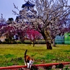 豊公園梅花