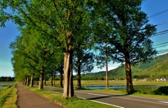 新緑のマキノメタセコイア並木道　Ⅷ