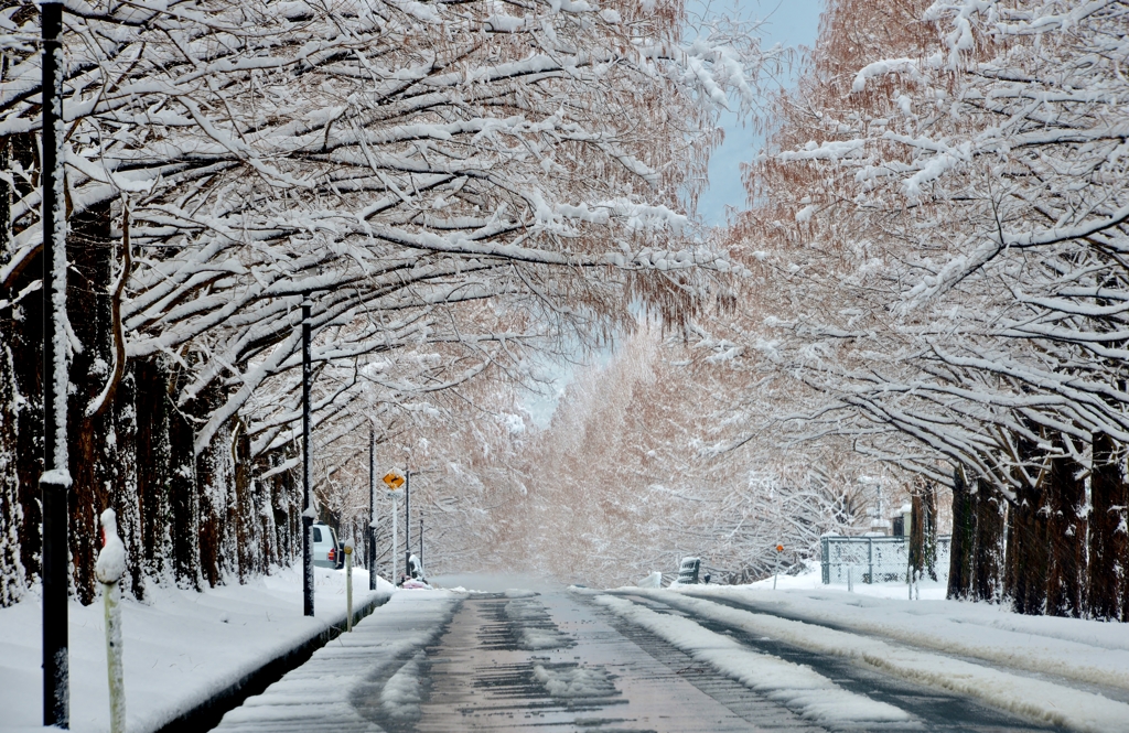 雪のマキノメタセコイア並木道