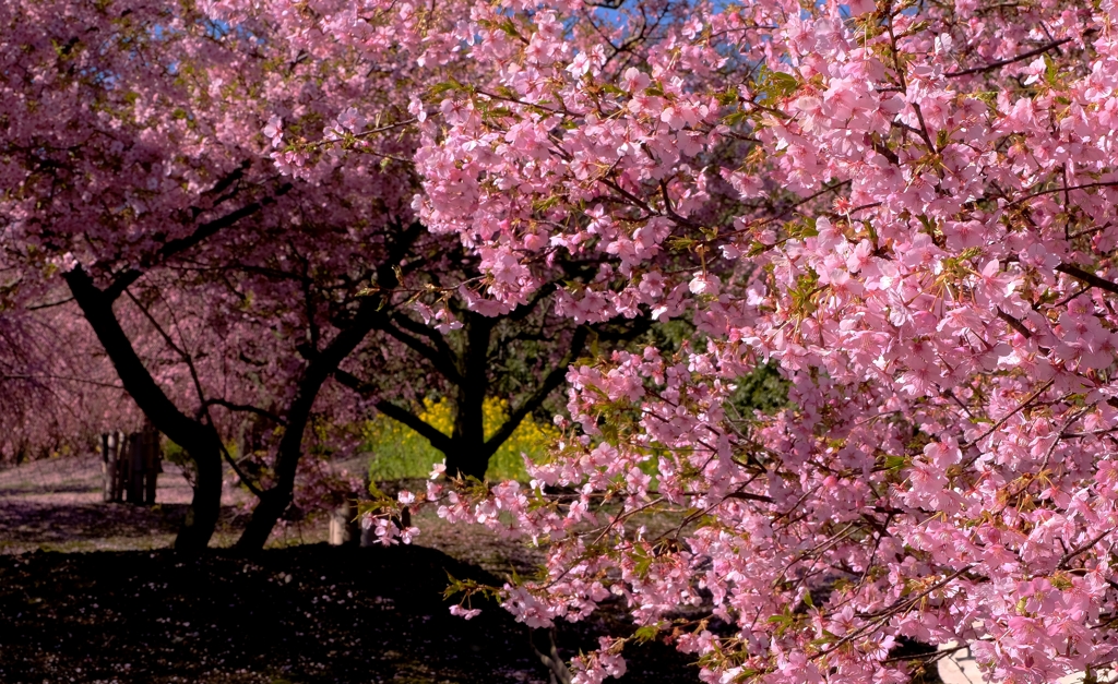 桜花爛漫