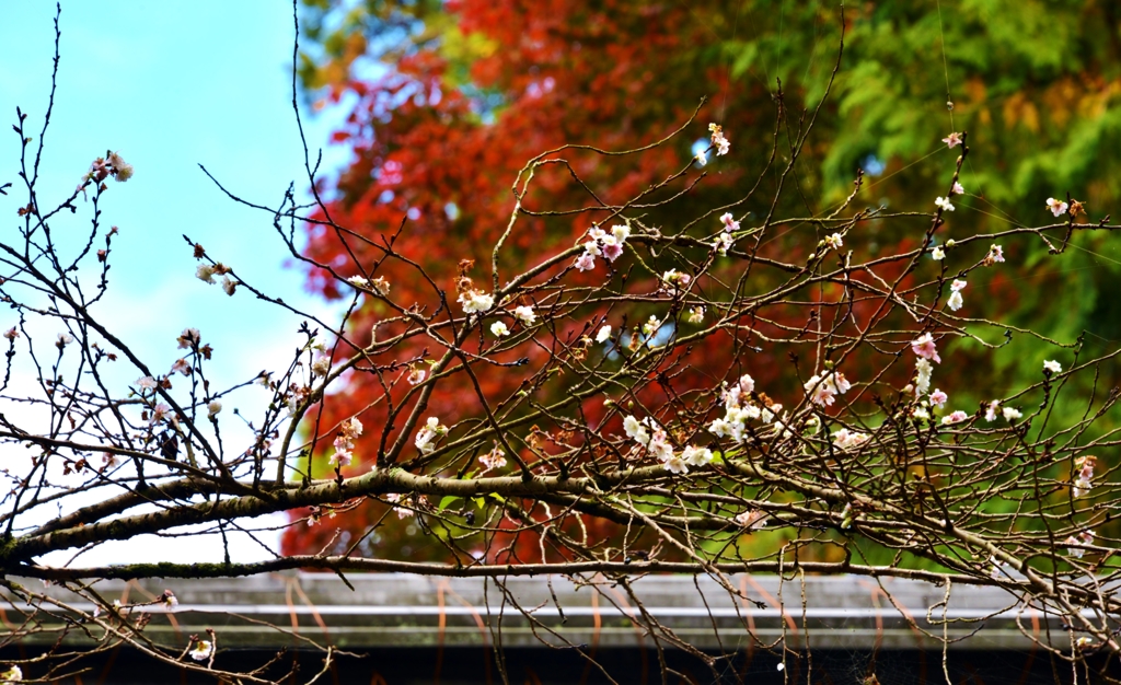 二期桜