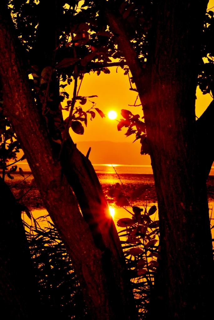 木陰の夕日