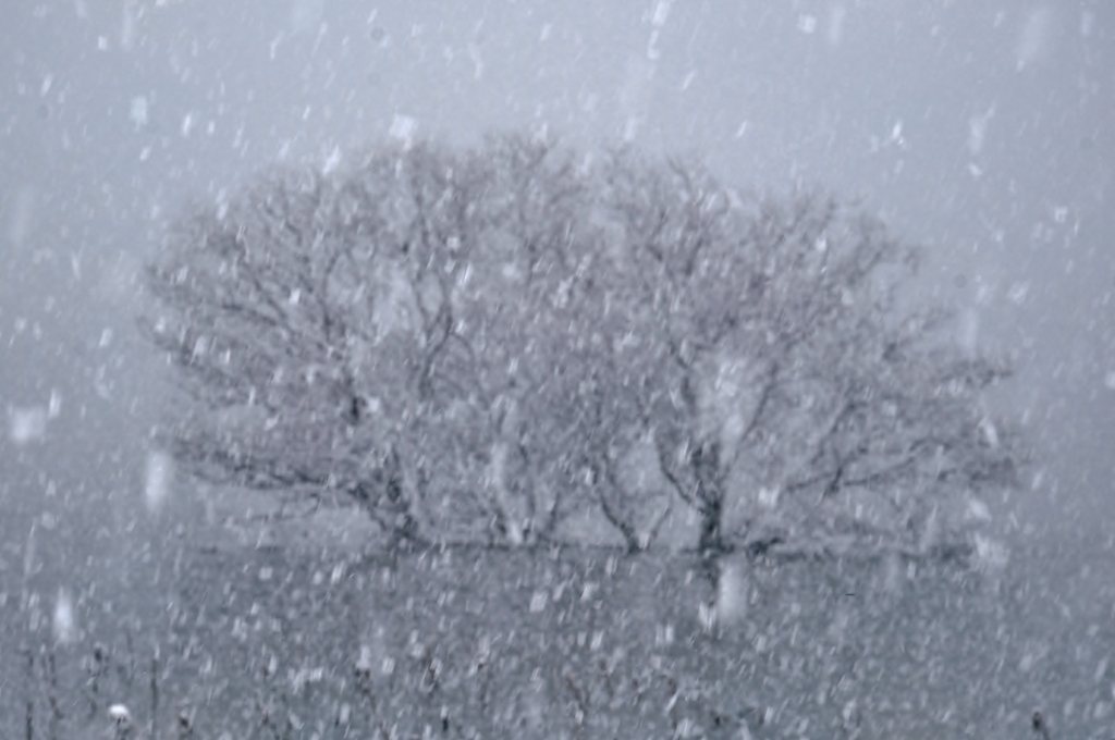 風雪の水中木