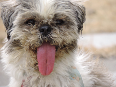 舌を出す犬ー愛嬌