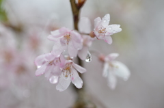 枝垂れの雫
