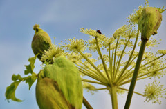 シシウド（伊吹山の花）