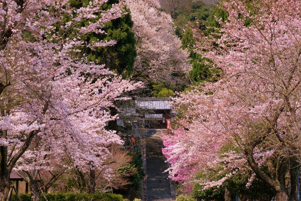 山門桜