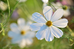 White Cosmos