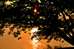 夕日木の葉隠れ