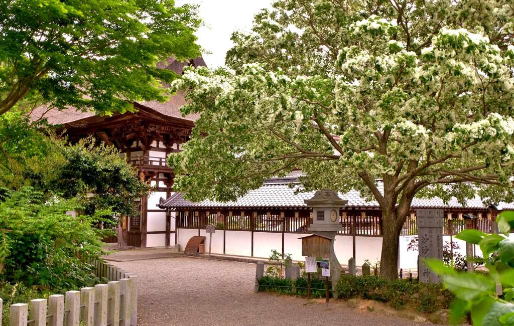 沙沙貴神社のなんじゃもんじゃ　5-1