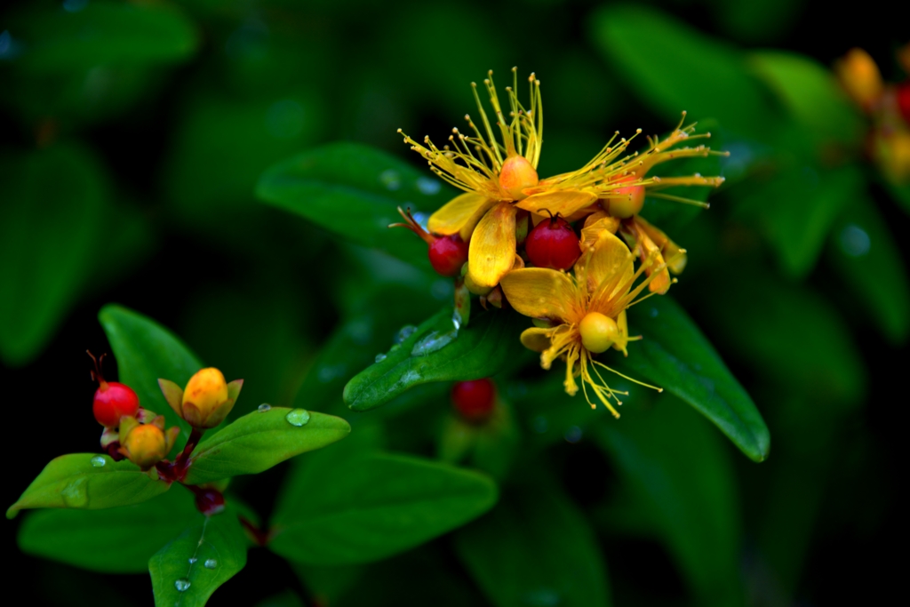 我が家の花　ピぺリカム