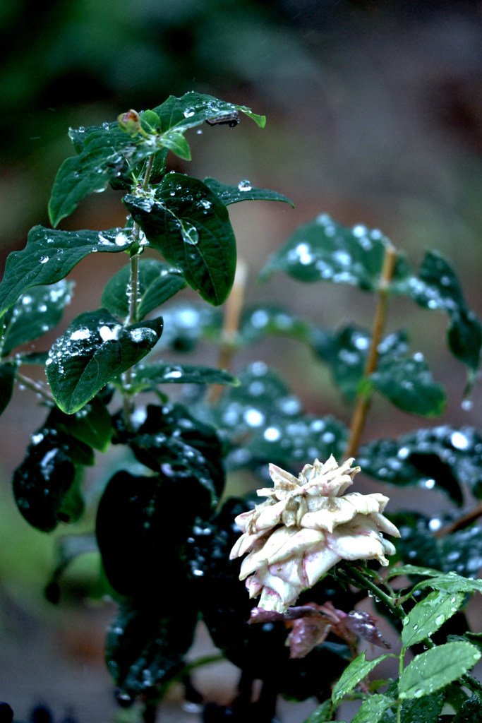 我が家の花　　雨滴