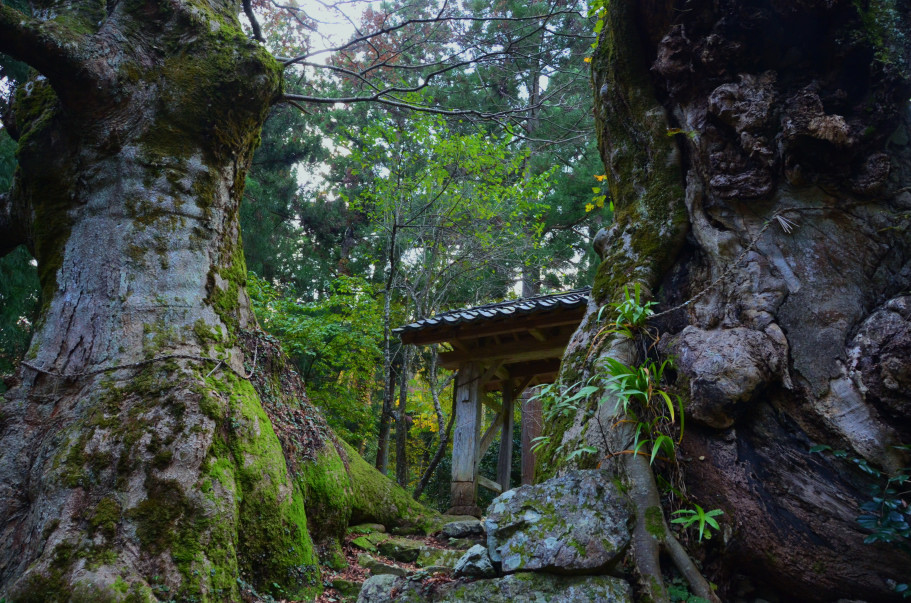 菅原道真公手植えのケヤキ（樹齢千年）