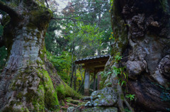菅原道真公手植えのケヤキ（樹齢千年）
