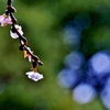 二期桜