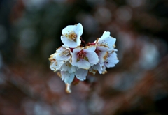 冬桜