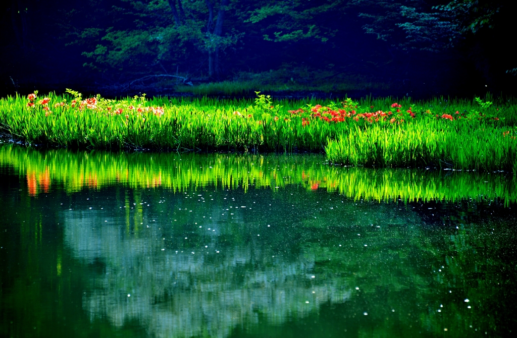 水辺の彩