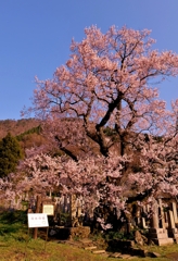 清水(しゅうず)の桜
