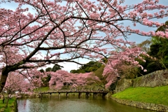 彦根城大手門桜
