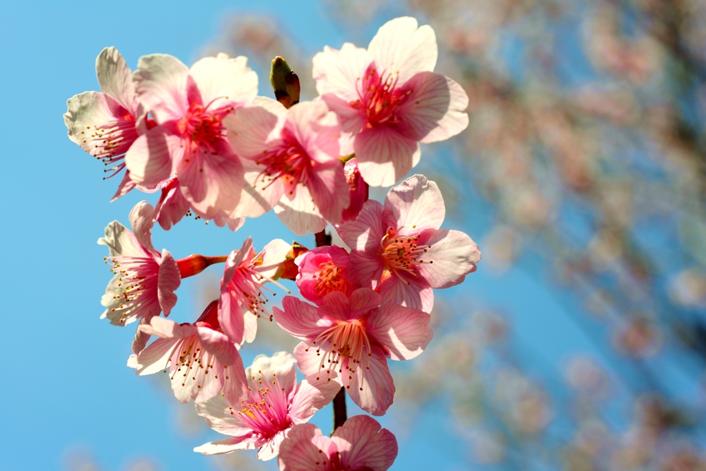 春花