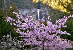 春咲き那智の滝桜