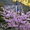 春咲き那智の滝桜
