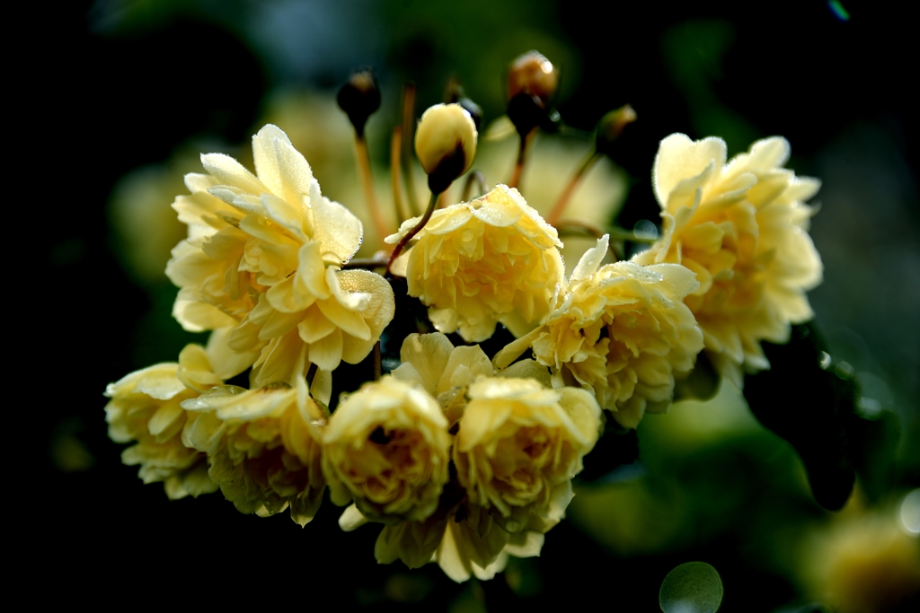 我が家の花　モッコウバラ