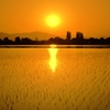水田夕日