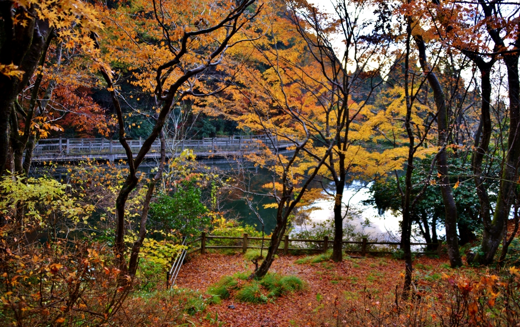 紅葉のもみじ池