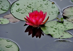 Water lily