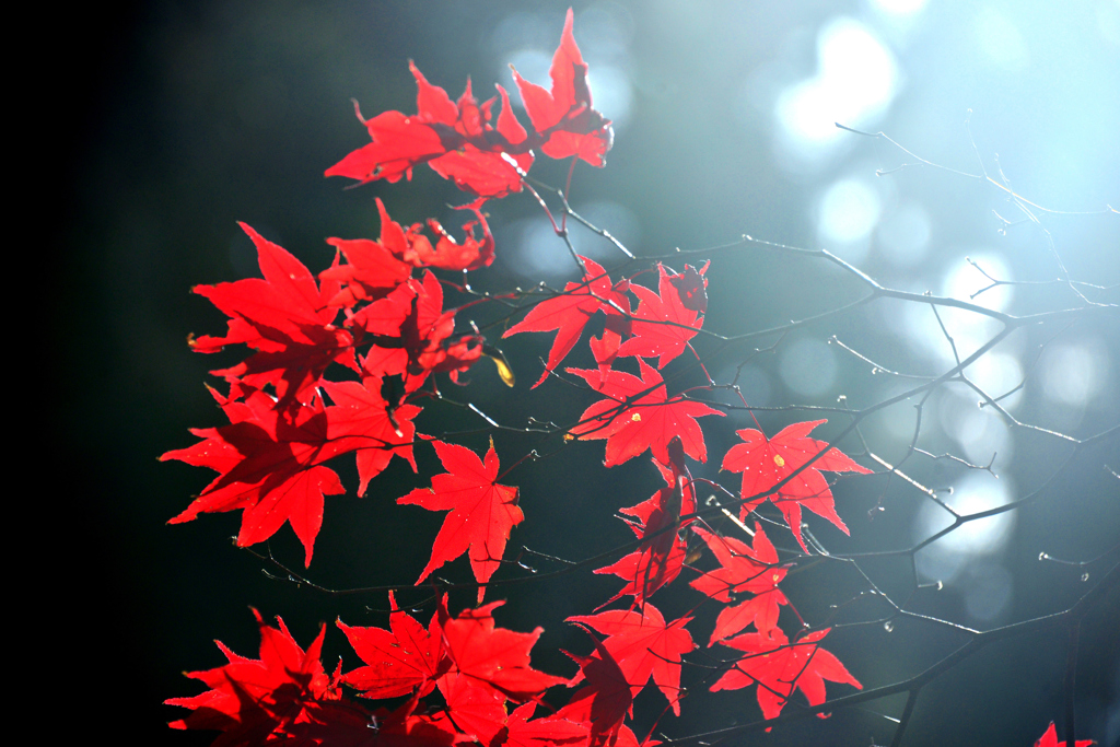 残映の紅葉