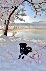 雪景色ポーズ犬