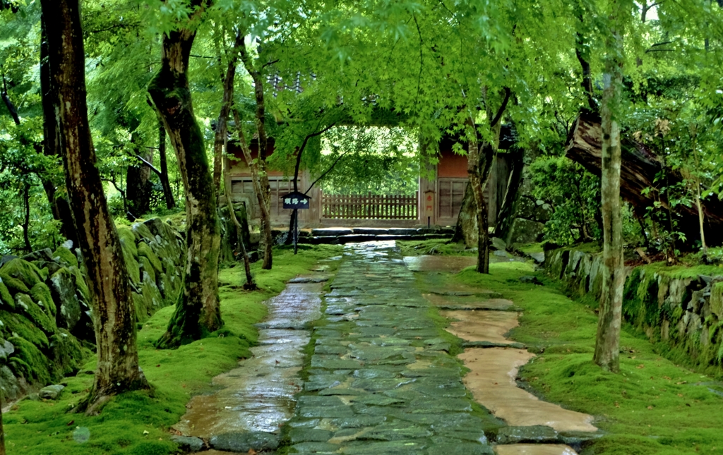 深緑の金剛輪寺赤門