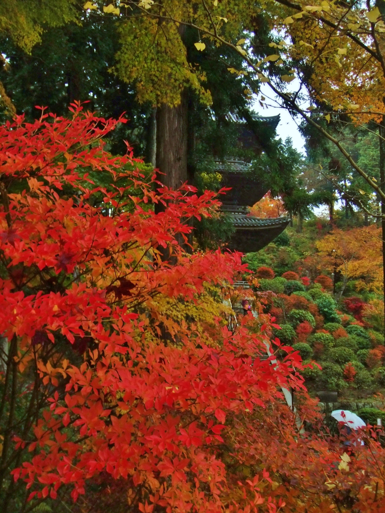 錦秋の三重塔