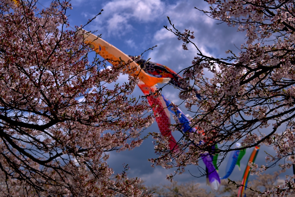 桜空泳ぐ鯉のぼり