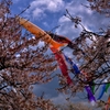 桜空泳ぐ鯉のぼり