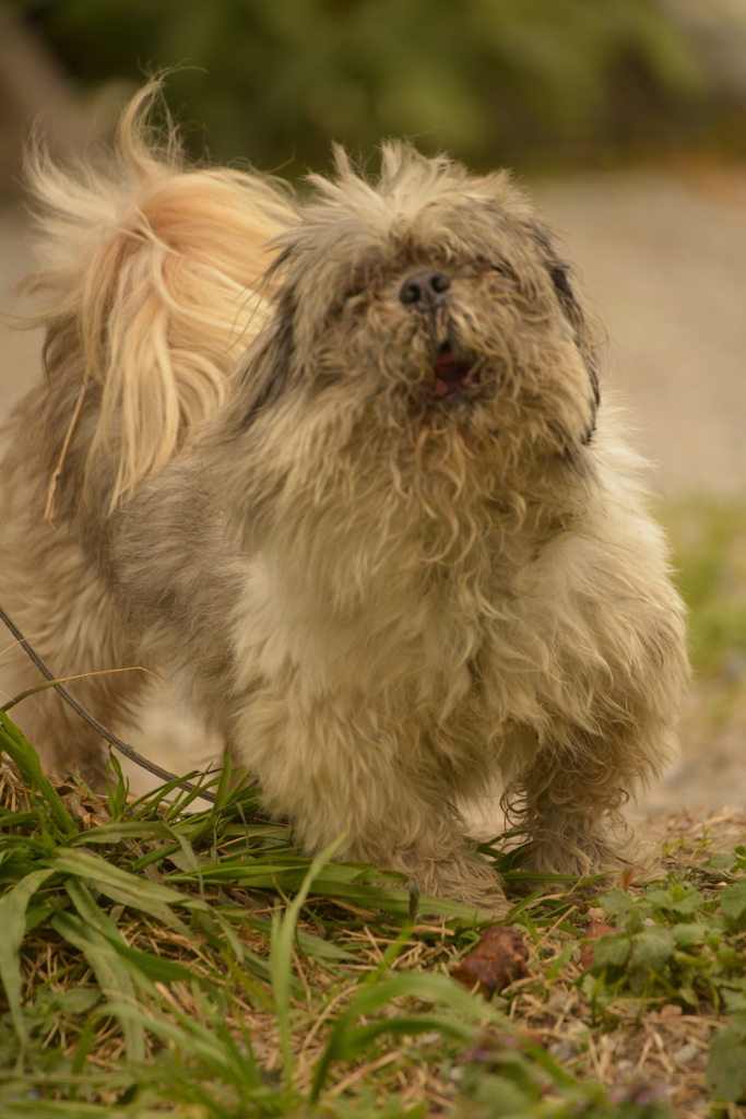 happy　（近所の犬）