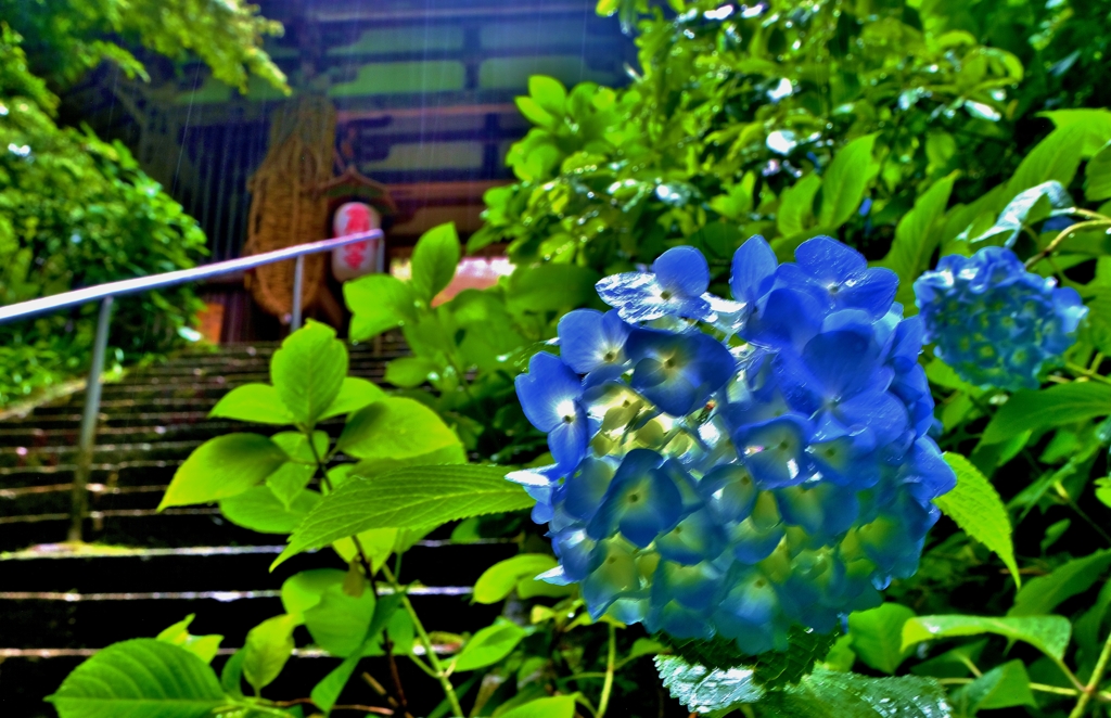 二天門の梅雨花