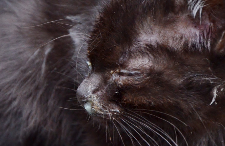 ライオンのような子猫